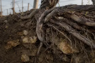 Macro view of grapevine roots spreading through clay-limestone soil in early morning light, showing detailed soil and root textures.