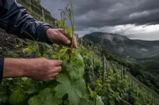 Viticulturist's hands applying biocontrol treatment to vibrant vines during a summer storm in a steep, expansive vineyard, under dramatic cloudy skies.