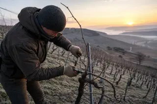 Viticulturist pruning a vine on a steep, frosty slope in Burgundy at dawn, focused on winter vineyard work.