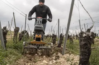 Vineyard worker using a mechanical weeder between rows on a steep, clay-limestone slope, focusing on the soil and tool interaction under cloudy spring light.