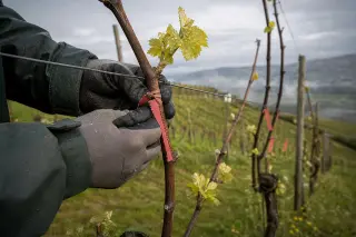 Close-up of a viticulturist's hand attaching a pheromone dispenser to a grapevine in a steep biodynamic vineyard, early spring morning light and dew present.