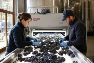 Winery workers sorting grapes on an optical sorting machine during harvest, with stainless steel tanks in the background and grape clusters on a conveyor under natural light.