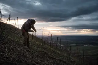 Vineyard worker pruning vines on a steep, biodynamic hillside at winter dawn under a stormy sky, with visible soil and dramatic natural light.