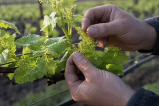 Hands of a vineyard worker inspecting vine flowers at sunrise in a biodynamic vineyard during spring bloom
