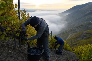 Two vineyard workers harvesting grapes by hand on a steep, lush hillside at dawn in early autumn, focused on their task amidst dense vines.
