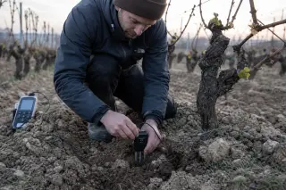 Researcher installing a soil moisture sensor among vine roots in clay-limestone soil with emerging green shoots, captured in natural morning light.