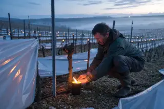 Vineyard worker at dawn lighting anti-frost candles among bare vines on a misty Champagne hillside in spring, with visible moist soil and pruned canes.