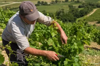 Vineyard worker trimming grapevines on a lush summer slope, closely focusing on their hands with vibrant green leaves under bright sunlight.