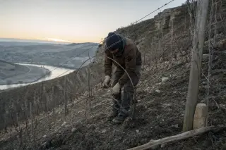 Viticulturist pruning vines alone on a steep vineyard slope during a cold winter sunrise, with muddy soil and bare vine rows under cloudy sky.