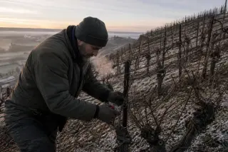 Vineyard worker pruning dormant Cabernet Sauvignon vines at dawn on a steep hillside, with cold breath visible and rough hands using secateurs amid bare, frosted vines.