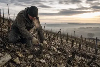 Viticulturist alone pruning dormant vines at winter dawn on a steep biodynamic vineyard slope, with dramatic stormy sky and hands working close to twisted canes, evoking the atmosphere and labor of the vineyard.