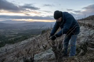 Vigneron pruning Grenache vines on a steep hillside at winter dawn, with frost and dramatic skies highlighting the work in a Mediterranean vineyard.