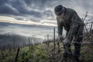 Vigneron pruning Chardonnay vines on a steep hillside at winter dawn, with dramatic cloudy sky and biodynamic rows.