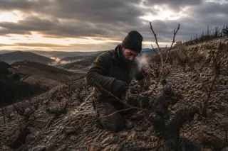 vigneron pruning Riesling vines on a steep slope at winter dawn, frost on the ground, with visible breath and biodynamic vineyard rows