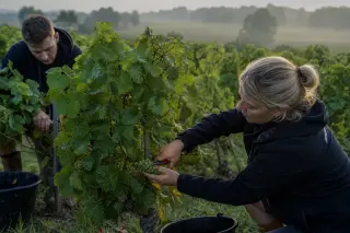 Two vineyard workers performing green harvesting in a Bordeaux vineyard at dawn, removing grape clusters by hand from lush vines on a gentle slope.
