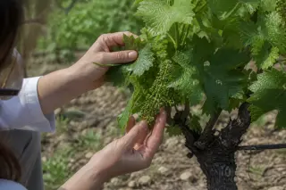 Hands of a woman inspecting PIWI grapevines with healthy leaves and young grapes, close-up in a summer vineyard with visible loamy soil and natural sunlight.