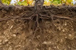 Exposed grapevine roots in clay-limestone soil, detailed and sharp, illustrating hybrid varietal adaptation