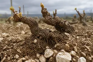 Macro view of grapevine trunk and young buds emerging from stony, clay-limestone soil with exposed fine roots, under soft spring light.
