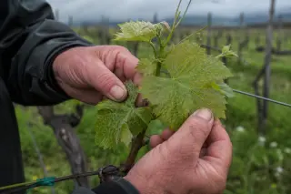 Close-up on a viticulturist's hands examining grapevine leaves in a vineyard, focused on foliar details for ampelographic analysis, dew present, muted natural light.