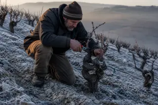 Vigneron pruning Grenache Noir vines on a steep, frosty hillside at dawn, showcasing winter vineyard work and detailed vine structure.
