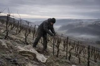 Winter morning pruning of Tannat vines by a lone vigneron on a steep hillside in the Southwest of France, with mist and bare vineyard rows visible