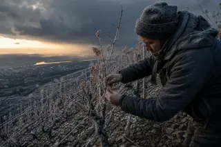 Vineyard worker in winter, removing leaves from grapevines on a steep slope at dawn, cold light, focus on hands and biodynamic vines under stormy clouds.