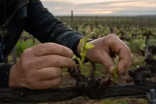 Close-up of a viticulturist’s hands removing new shoots from a grapevine at dawn, with dew and blurred vineyard in the background.
