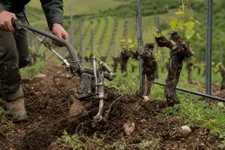Close-up of a viticulturist's hands using a mechanical weeding tool in biodynamic vineyard soil with exposed roots and new spring shoots.