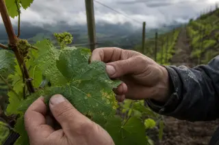 Close-up of a viticulturist’s hands examining grapevine leaves for mildew in a biodynamic, steep vineyard at dawn.